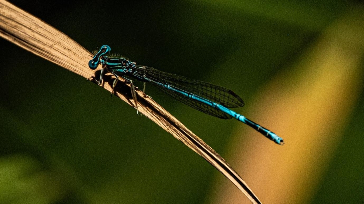 Vivid blue dragonfly sits on a piece of grass