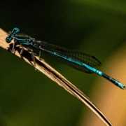 Vivid blue dragonfly sits on a piece of grass