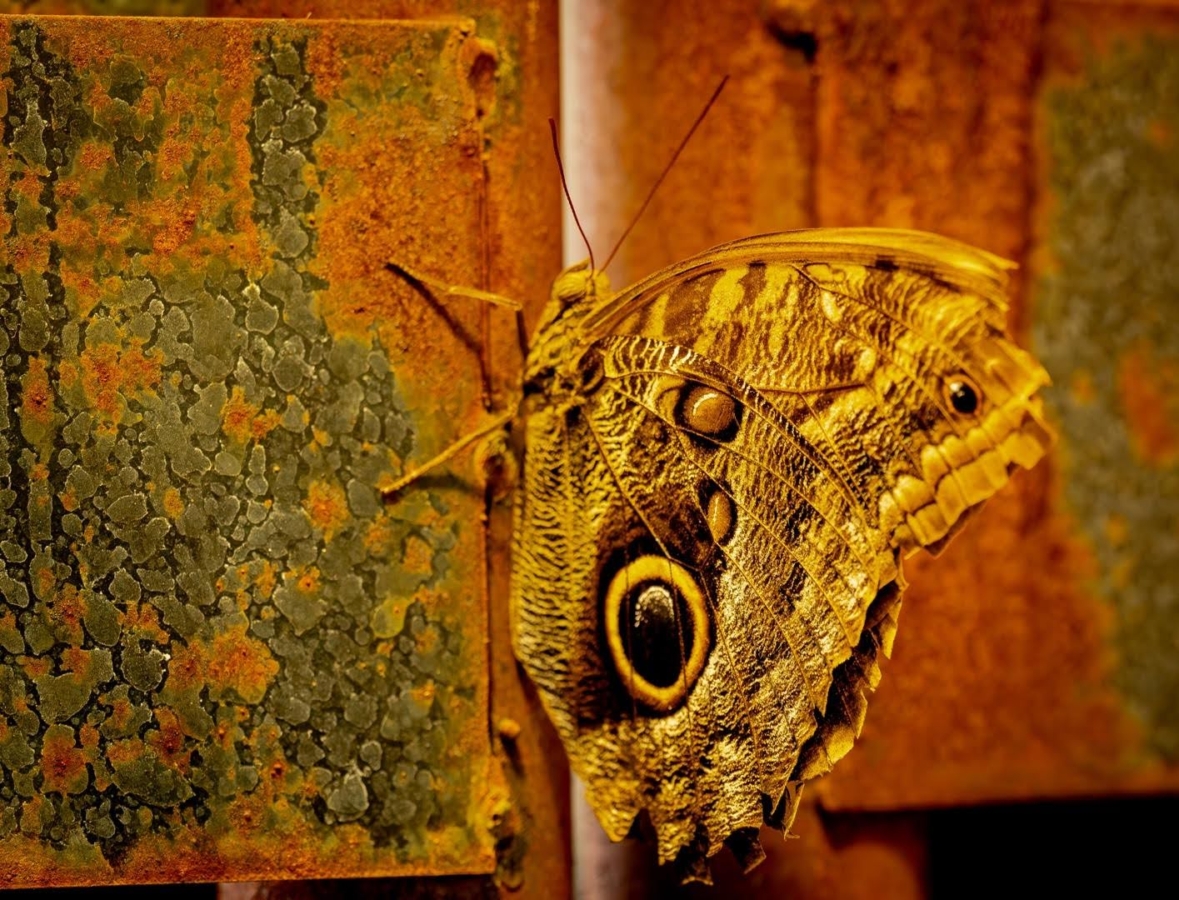 Yellow butterfly on rusty red and green space