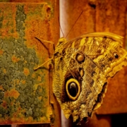 Yellow butterfly on rusty red and green space