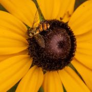 A bee on an orange flower
