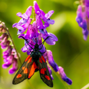 Red and black insect on purple flowers