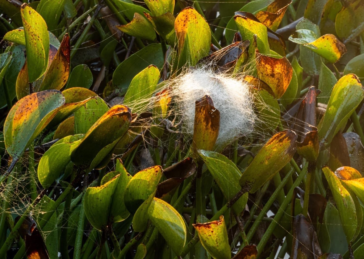 Silk worm in a cotton plant