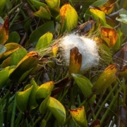 Silk worm in a cotton plant