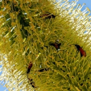 red insects on a yellowish and green fuzzy plant, with blue sky background