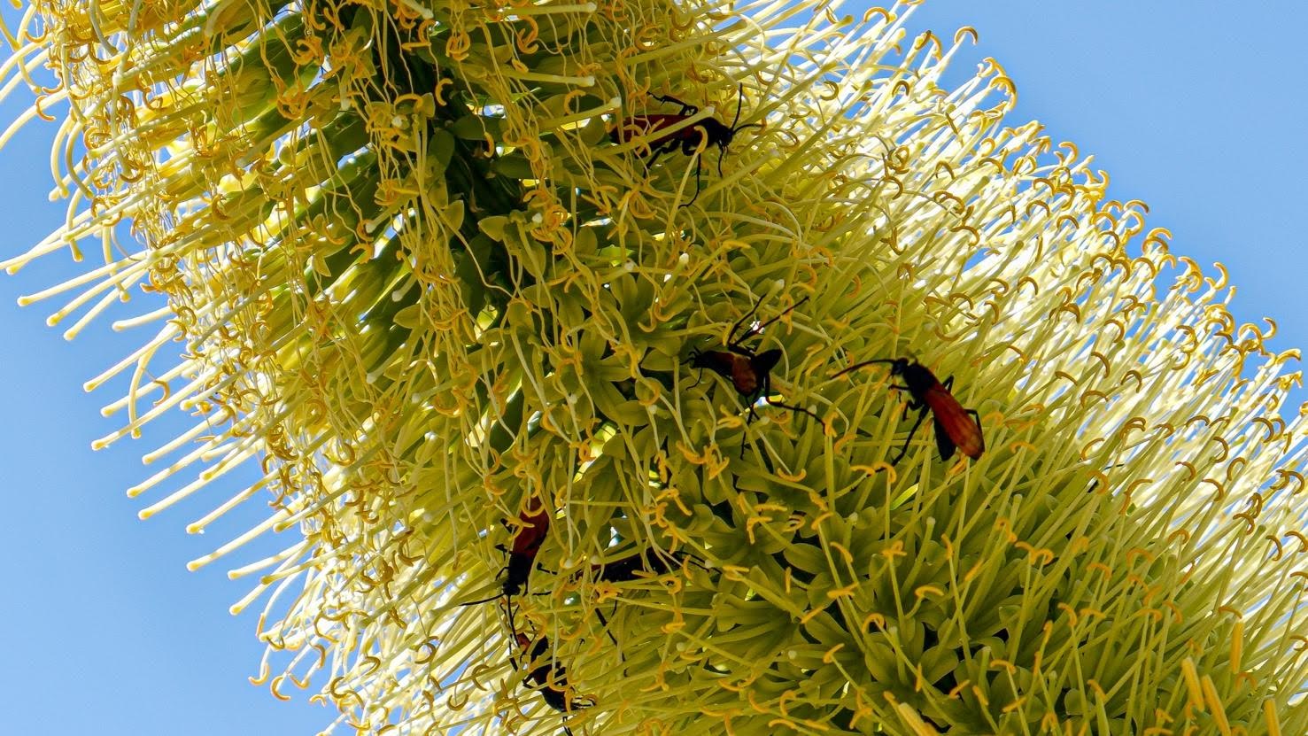 red insects on a yellowish and green fuzzy plant, with blue sky background