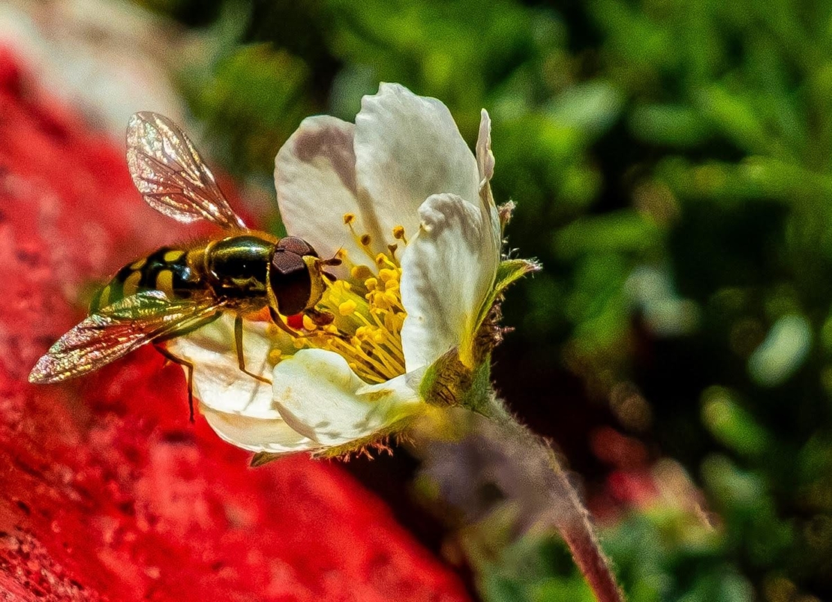 Insect on a white flower with red and green plants in the background