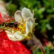 Insect on a white flower with red and green plants in the background