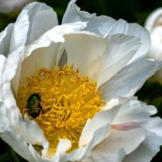 Little beetle inside a white flower with yellow inside
