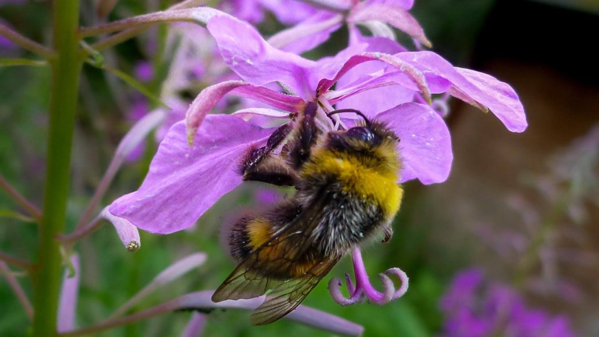 Bumble bee on a purple flower