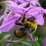 Bumble bee on a purple flower