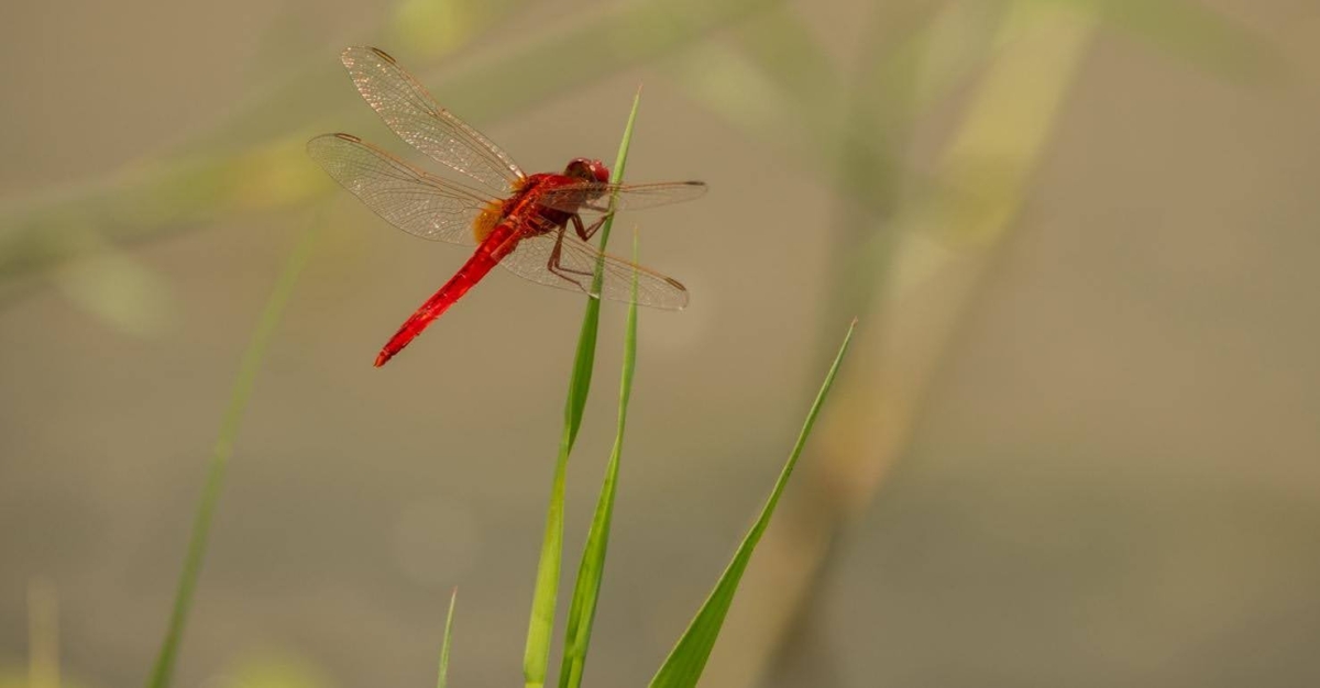 Red dragonfly on piece of grass