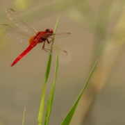 Red dragonfly on piece of grass