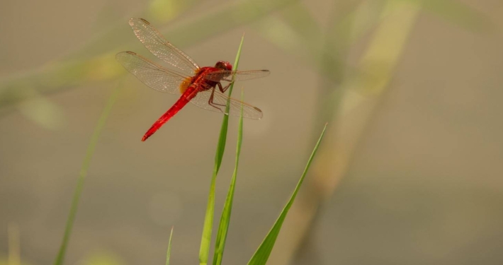 Red dragonfly on piece of grass